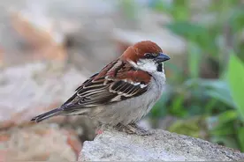 曾经的农业四大害之首，它的卵却被认为是大补之物图片