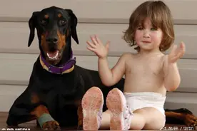 杜宾犬刚来家几天，就对小主人又推又咬的，妈妈解释说是救命图片