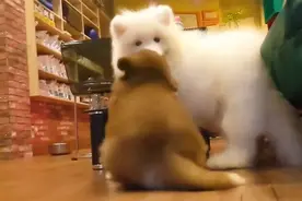 蠢萌的阿拉斯加竟是撩妹高手，执着热吻萨摩耶图片
