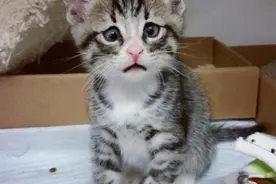 ​因为猫咪眼睛天生长成“斗鸡眼”，被称为是世上最担心的猫咪！图片