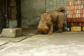 与獒友分享我家小狗的生活起居图片