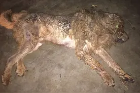 疯狂藏獒雨夜出笼咬伤两人 民警诱捕未果两枪击毙图片