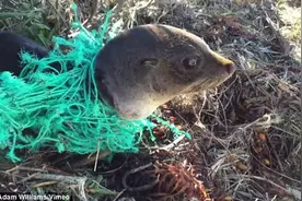小海豹偷跑上岸玩耍，被渔网困住，好不容易脱身也不说声谢谢图片