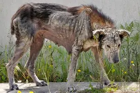 一只流浪狗被救助后，它的生活发生了翻天覆地的变化。图片