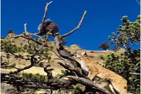 饥饿狮子上树捉豪猪，饱餐后满身刺让人啼笑皆非图片