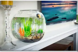 自动换水的鱼缸，换水什么的都不是难事图片