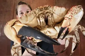 渔民捕获一只14斤巨型帝王蟹，却被告知千万不能吃，这是为啥？图片