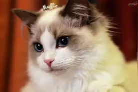 你知道你宠物的唾液有多脏么？图片