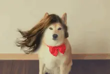 主人给自家宠物加长发特效后图片