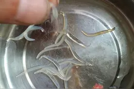 烟台海鲜市场现“明胶”蛤蜊？专家:那是晶杆体图片