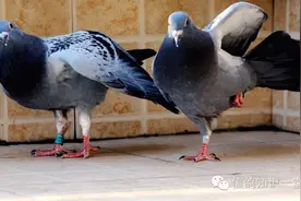 三言两语讲育种图片