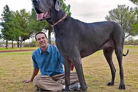 站立高度2.2米的网红高加索犬，8岁生日后一个月平静离世图片