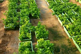 规模化盆栽蔬菜基地，怎么样扦插田七（穿心莲）图片