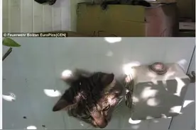 一只喵星人因误判洞口大小被卡在墙上图片