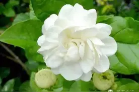 老花友满室生香的茉莉花是咋养的？最明了的介绍图片