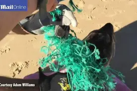 他们发现这个可怜的“小家伙”被网缠在树上，然后一行人这样做！图片