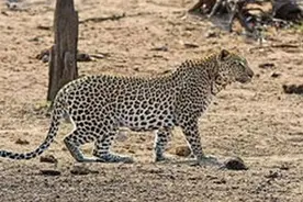 豹子趁着疣猪熟睡的时候发动了进攻，自然界睡觉都不踏实！图片