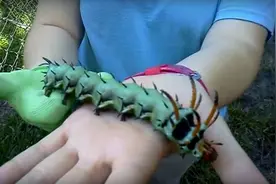 女子树林抓到一只大毛毛虫，看她开心的把玩，旁边的人开心不起来图片