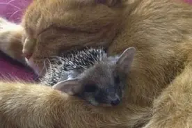 小刺猬居然认母猫为妈妈，不知道小猫咪会不会吃醋图片