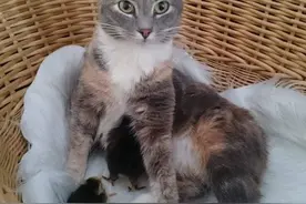 母性：喵星人看到刚孵化出的小鸡，第一反应就是把它们拥入怀中图片