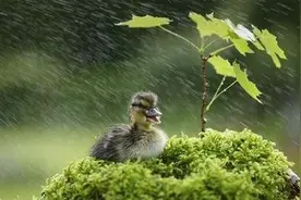 雨季到来，粗略介绍雨的分级，大雨来了多注意安全记得保护自己哦图片