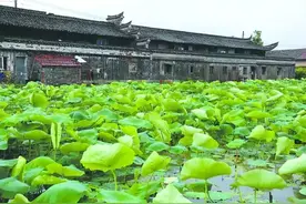 这个500年古村深藏姜山,即便是去看看马头墙也是超值了图片