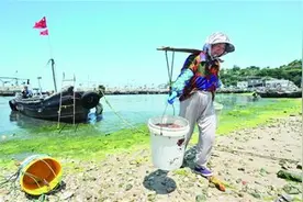 头船黄山海蜇上岸第一锅 受近期大风浪影响产量减少图片