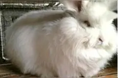 有一种兔子叫长毛兔，农民靠养殖它赚钱图片