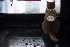 碑林博物馆驱赶流浪猫，引发争议，是驱逐还是留下图片