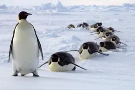 《马达加斯加的企鹅》，一下就火了，企鹅在现实中也这么可爱么？图片