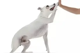 夏季狗狗常见病及其防治图片