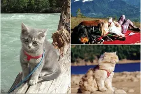 带只小猫去旅游，美翻了图片