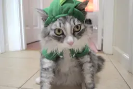 主人给猫咪穿上恐龙衣服，猫咪看到后反应是这样，很不高兴啊！图片