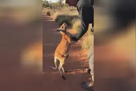 人类和袋鼠baby亲密接触，看袋鼠撒娇，心都被融化了～图片