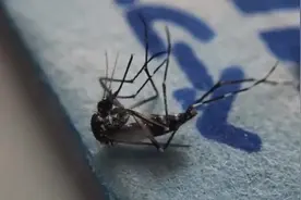 实拍蚊子被电蚊香片熏到后垂死挣扎的一幕，看完感觉莫名的痛快！视频封面