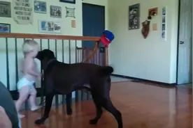 实拍狗狗陪小主人玩的情景，有条懂事的狗狗真是太幸福了！图片