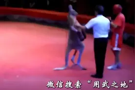 职业拳击手竟然不是袋鼠对手图片