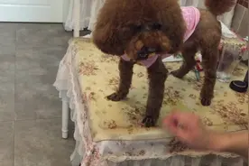 被主人捉弄的久了，泰迪一秒爆发脾气，铲屎的我也是有忍耐极限的图片