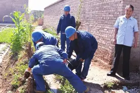 宅基地所种杨树紧邻高压输变电线路引纠纷 被告拒执行法院强砍除图片