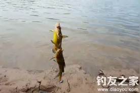 夏季钓黄颡鱼的六个实用技巧图片