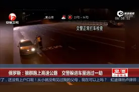 俄野狼群跑上高速：交警躲过路车避开一劫图片