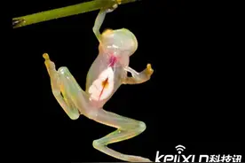 世界最小青蛙 碧绿可爱可清晰看到内脏图片