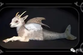 瓶中幼龙及其他：奇幻标本剥制术图片