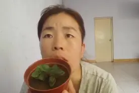 金鱼花叶片枯黄，整株都枯死了？注重这几点，想死都难！视频封面