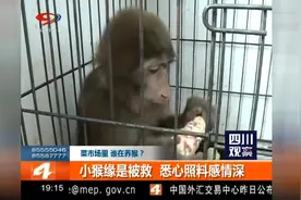 猴子当宠物养？私人养猴违法，只能送走