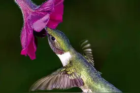 比猪还能吃——鸟类进食的方方面面图片