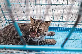 偷鸡大猫竟是国家保护动物 仙居上演豹猫放生记图片