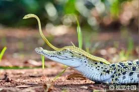 印尼：绿色小蛇胆大包天，爬到鳄鱼头顶看风景图片