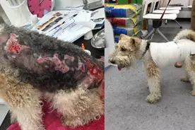 刚毛猎狐㹴海边玩皮肤灼伤溃烂，都是“水母”惹的祸图片