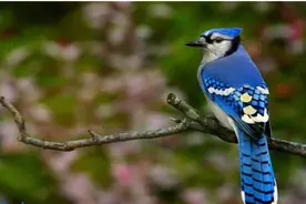 蓝色的蜥蜴和蛙类，色彩独特艳丽吸引眼球图片